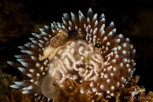 Silvertip Nudibranch with eggs feeding on hydroids, with ... by Kate Jonker 